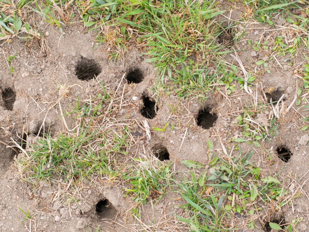 Löcher im Rasen