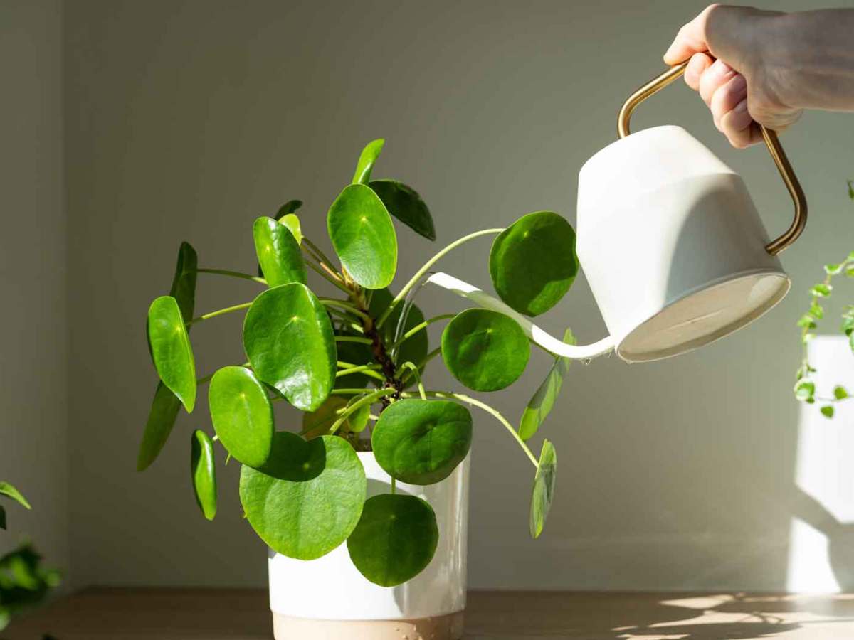 Person gie&szlig;t einen Geldbaum.