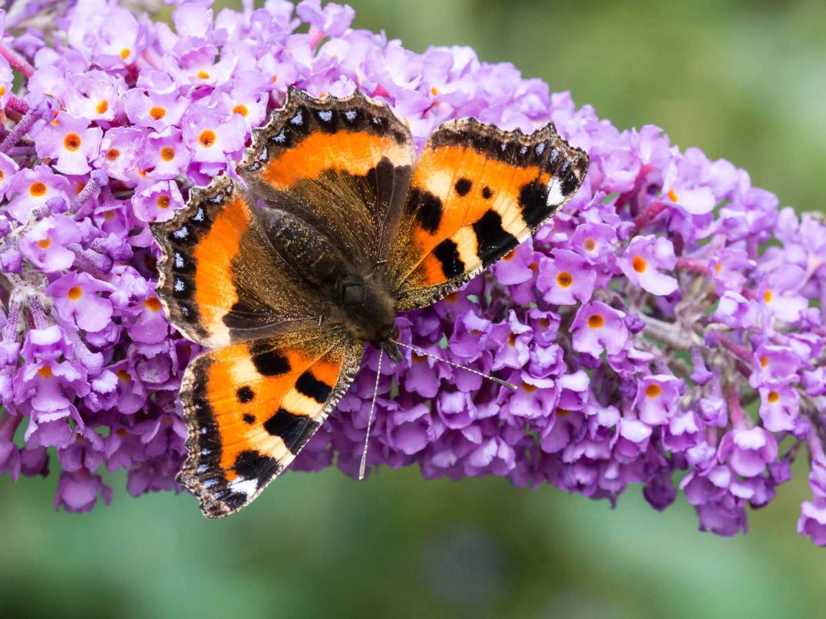 Schmetterlingsflieder mit Schmetterling darauf