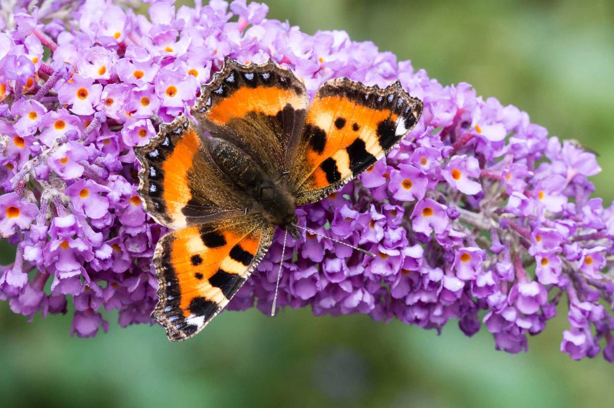 Schmetterlingsflieder mit Schmetterling darauf