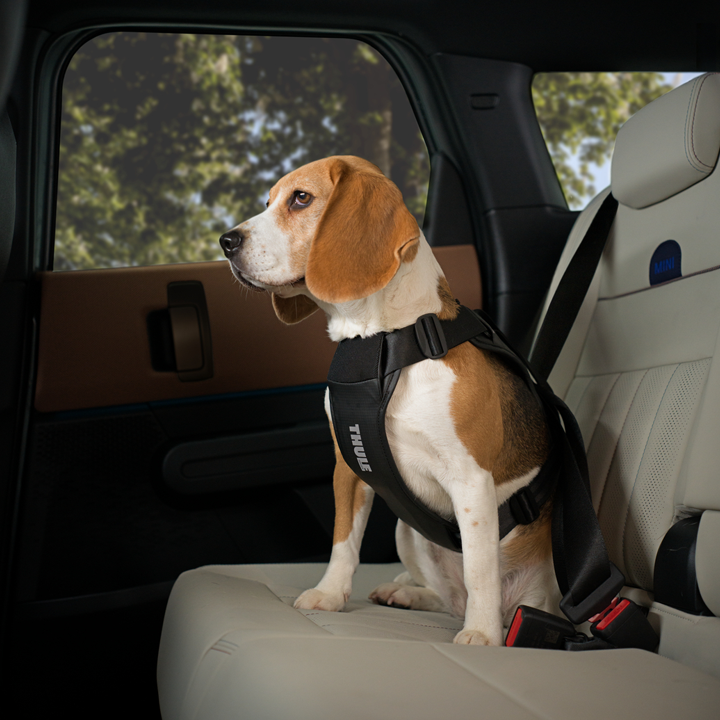 Hund im Auto transportieren mit Sicherungsgeschirr von Thule auf der Rückbank
