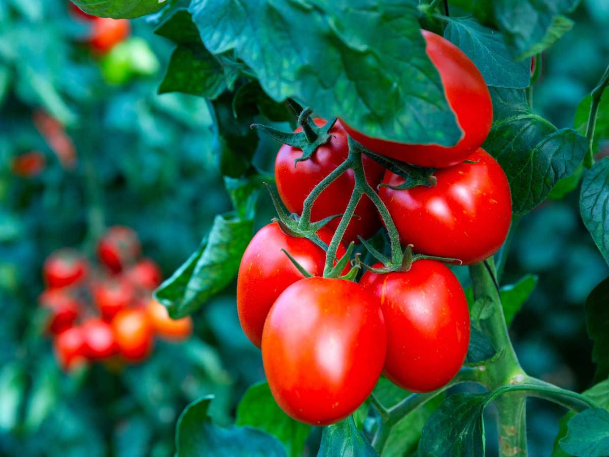 Reife rote Eiertomaten an Strauch