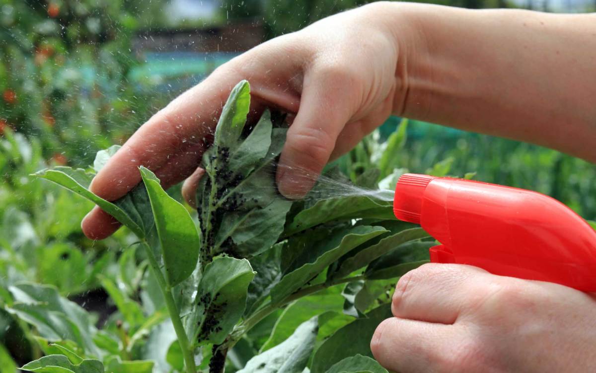 Hand besprüht mit roter Sprühflasche Pflanze mit Blattläusen, um sie zu bekämpfen