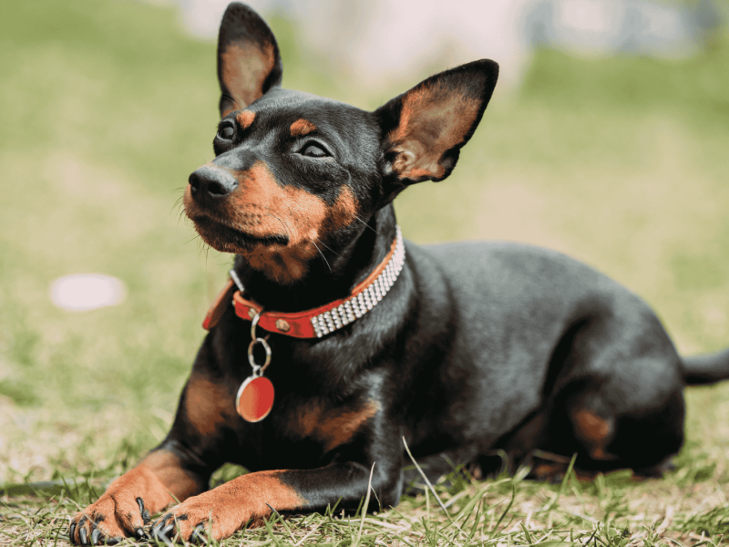 Schwarze Miniatur Pinscher, Zwergpinscher liegt auf grünen Rasen
