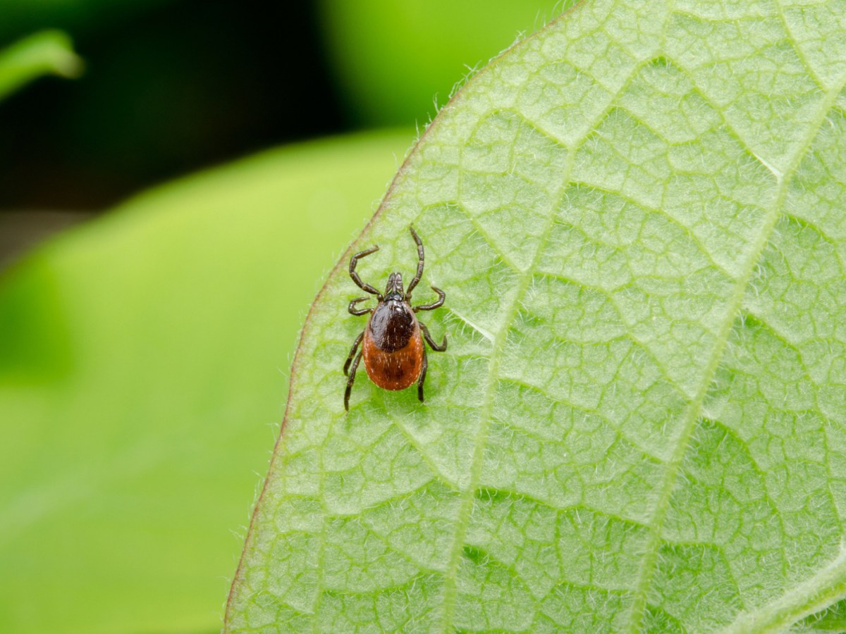 Zecke sitzt auf gr&uuml;nem Blatt im Garten.