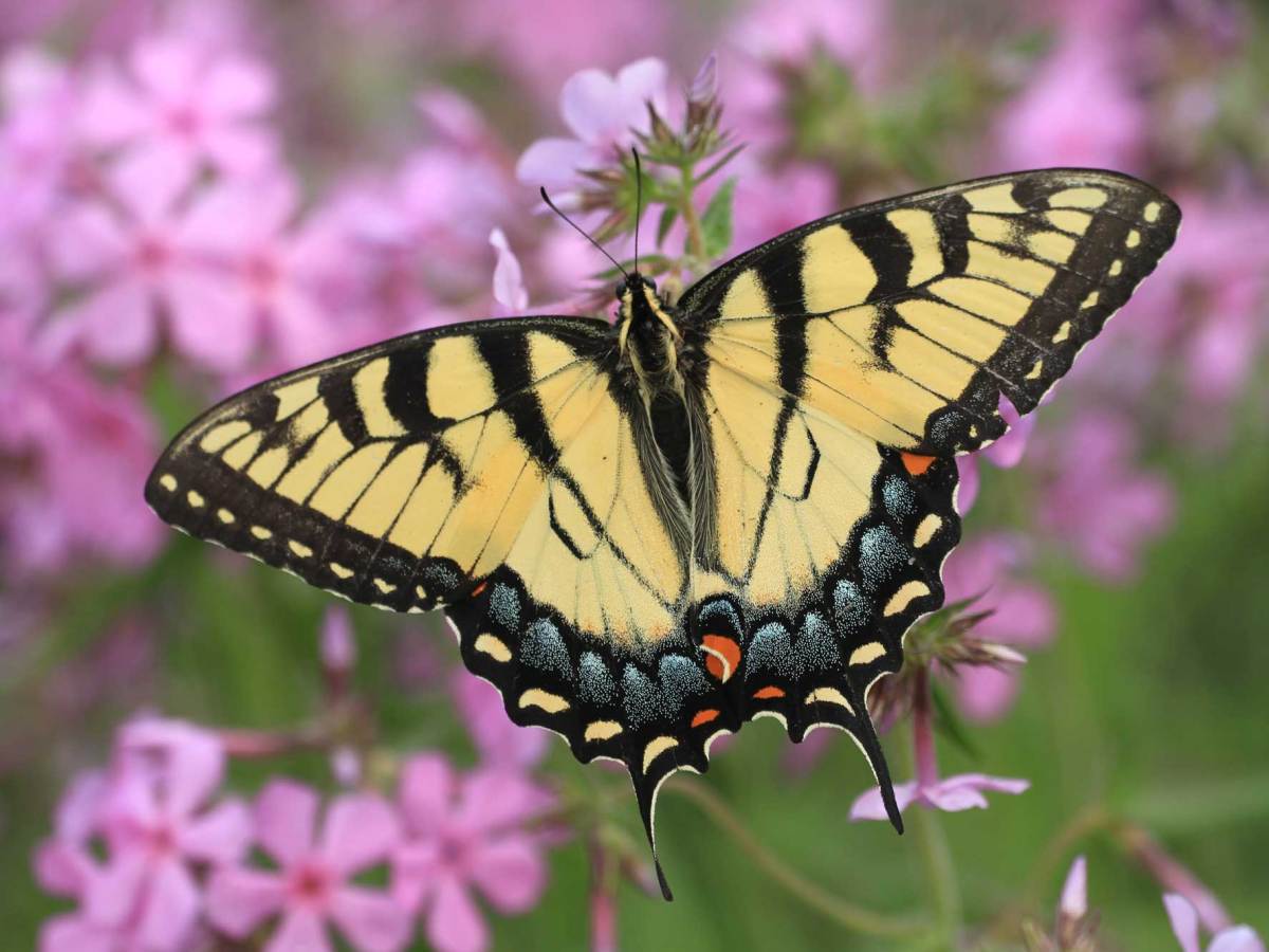 Schwalbenschwanz Schmetterling auf Phlox