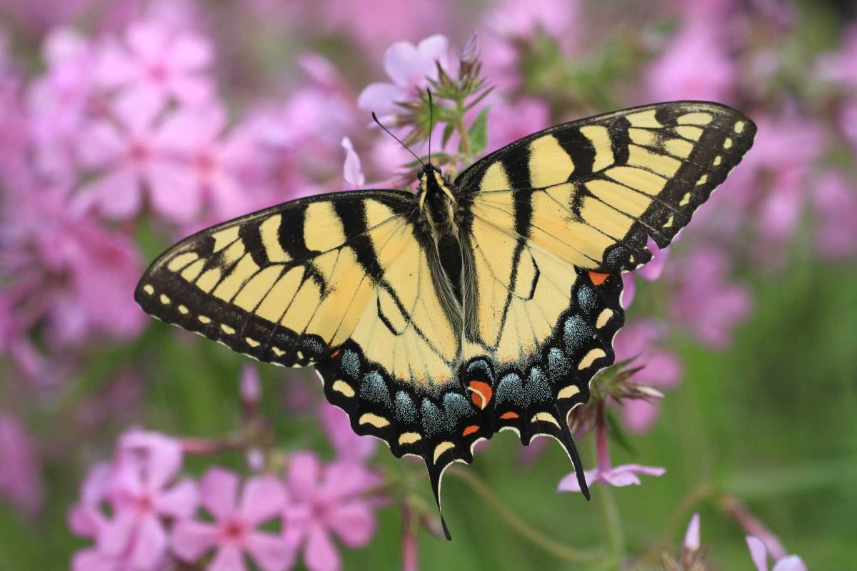 Schwalbenschwanz Schmetterling auf Phlox