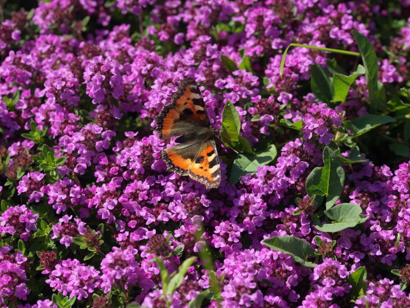 Bodendecker-Thymian mit lila Bl&uuml;ten, darauf ein Schmetterling
