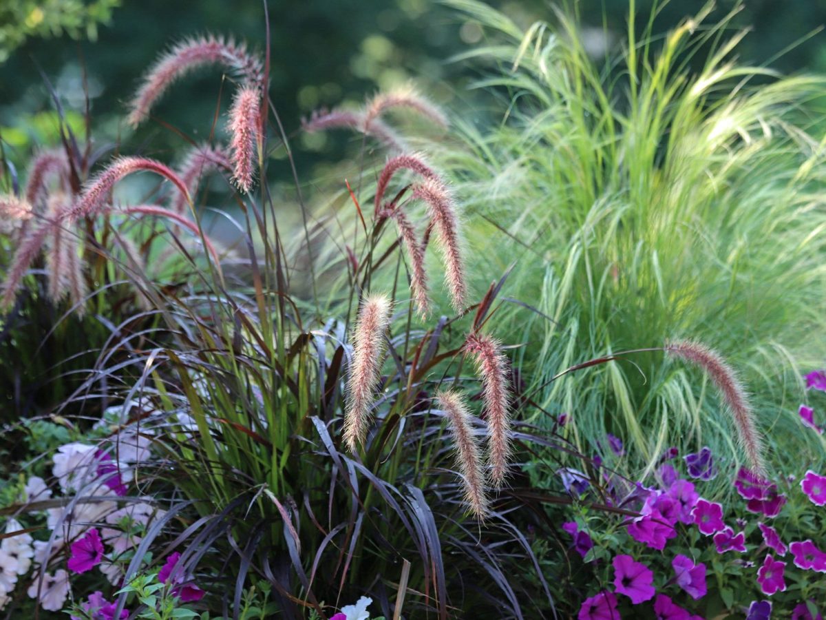 Beet mit Ziergr&auml;sern und lila Blumen