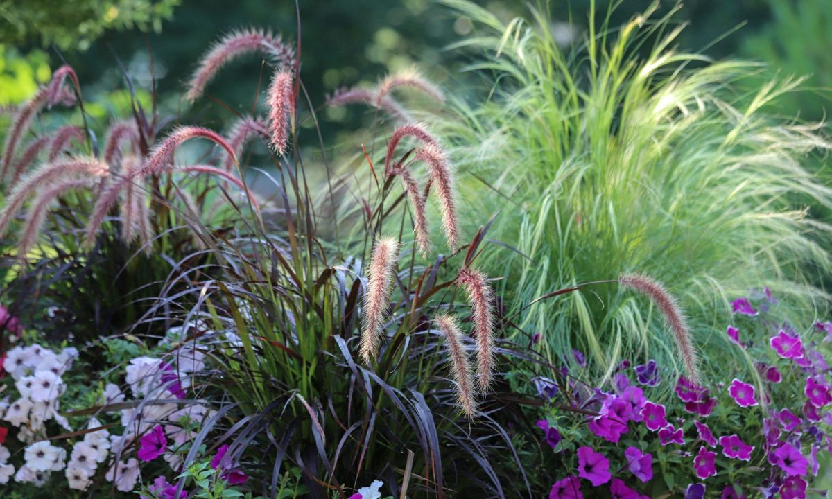 Beet mit Ziergräsern und lila Blumen