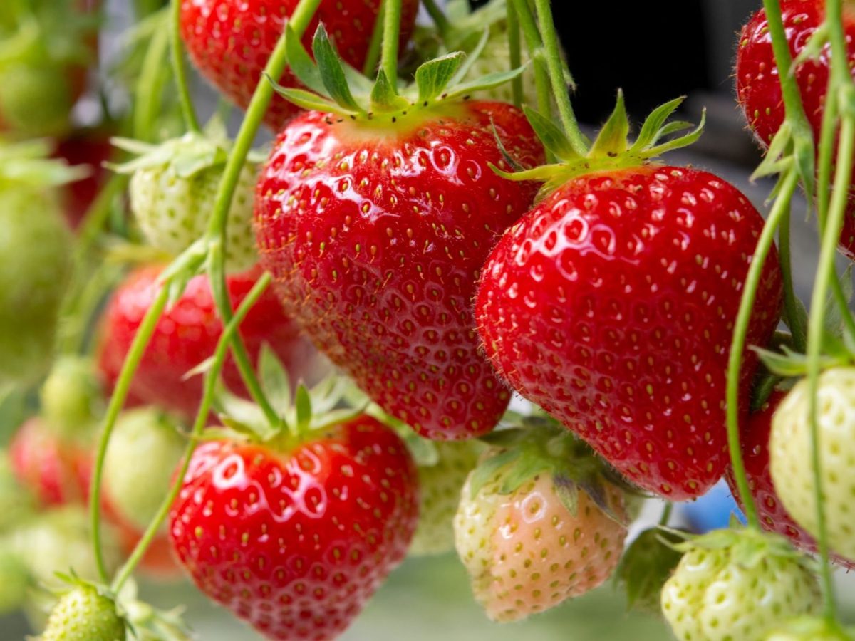 Reife und unreife Erdbeeren an Pflanze