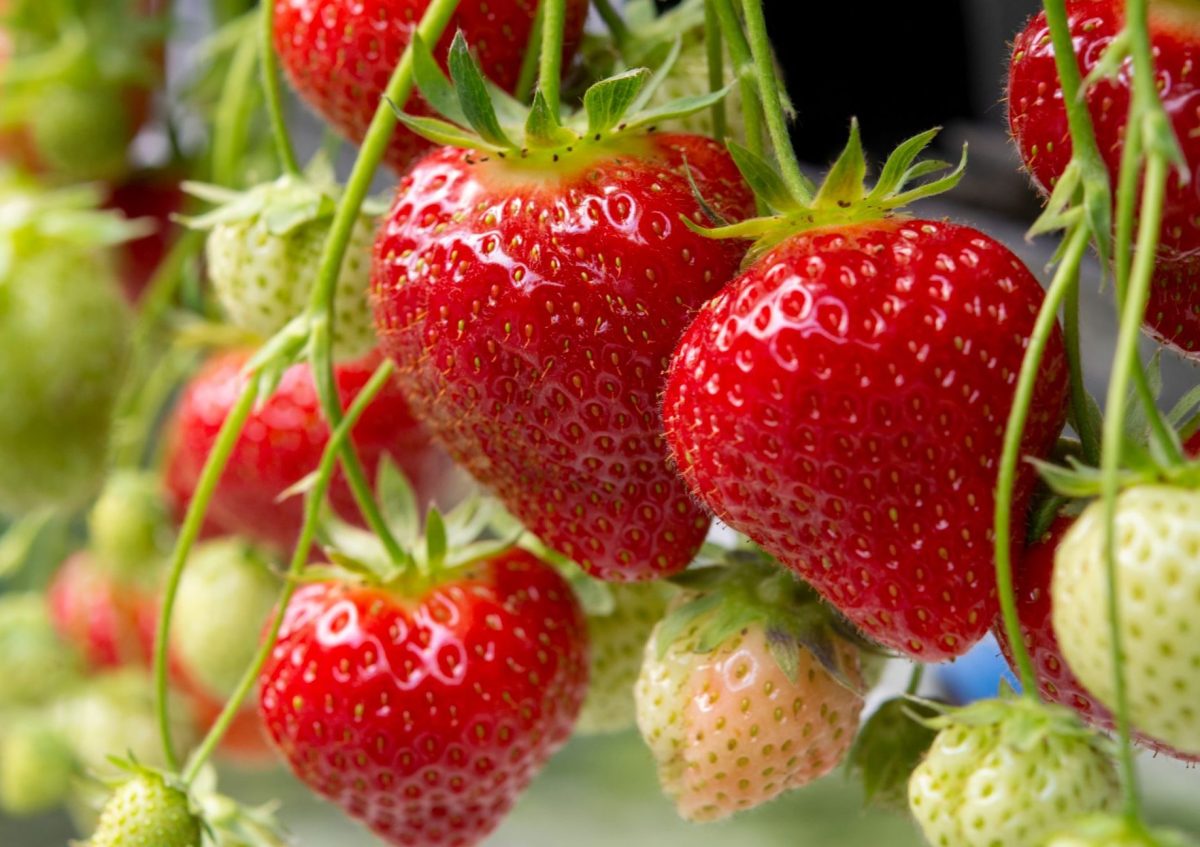 Reife und unreife Erdbeeren an Pflanze