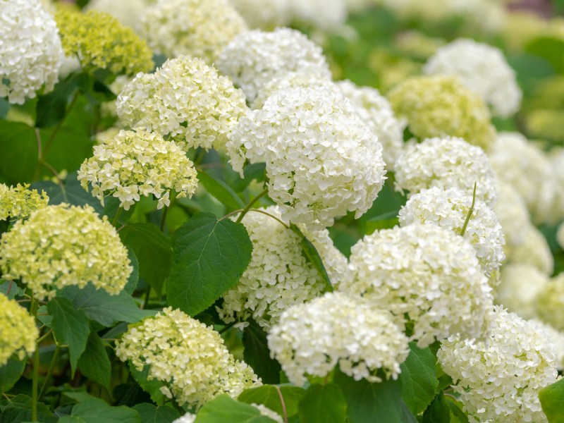 Weiße Schneeballhortensie