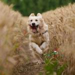 Golden Retriever in einem Getreidefeld, der auf die Kamera zul&auml;uft