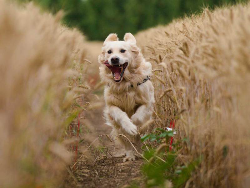 Golden Retriever in einem Getreidefeld, der auf die Kamera zuläuft