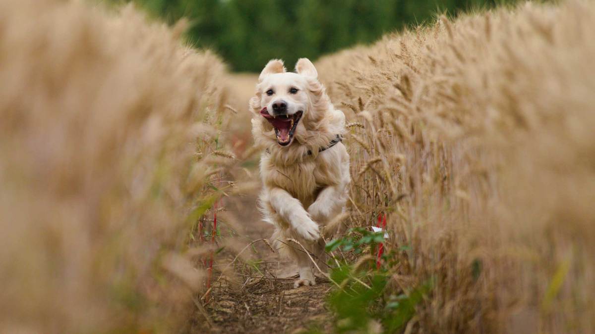 Golden Retriever in einem Getreidefeld, der auf die Kamera zuläuft