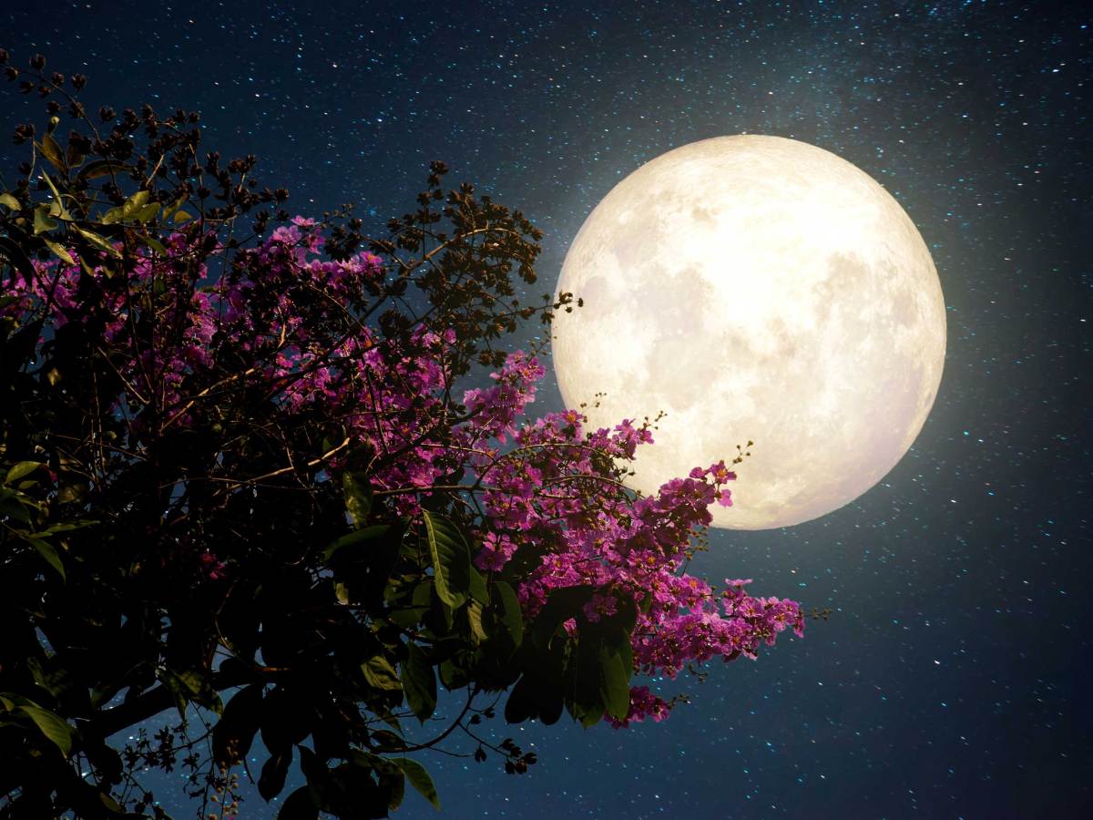 Sch&ouml;ne Blumen vor dem Nachthimmel mit Vollmond - Retro-Stil Kunstwerk mit Vintage-Farbton