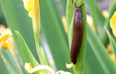 Es gibt einige Stauden, die nicht auf dem Speiseplan von Nacktschnecken stehen. Nacktschnecke an gelber Iris