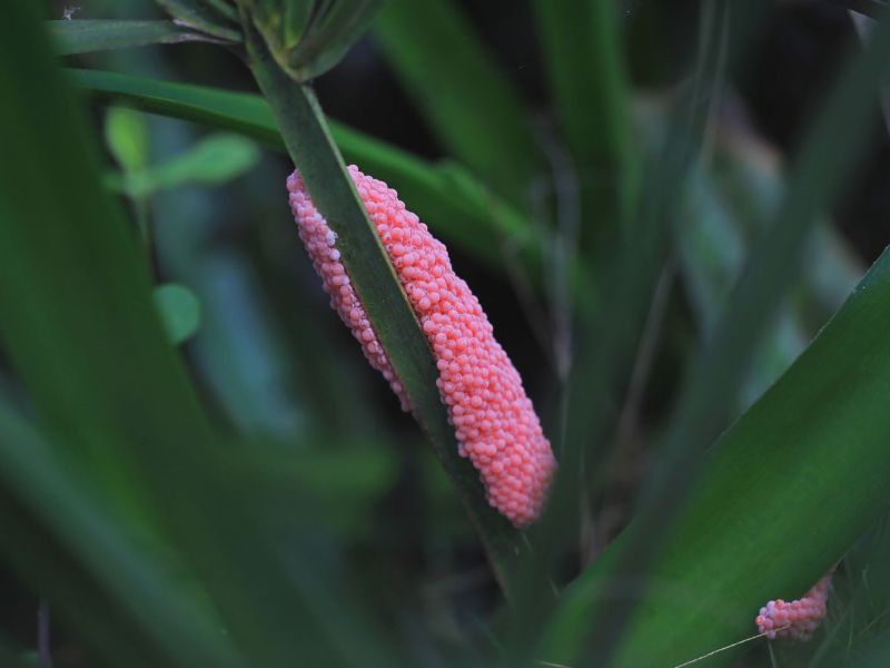 Rosa Eier einer Apfelschnecke hängen an einem grünen Blatt