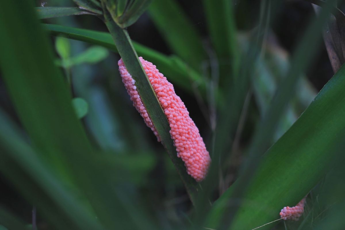 Rosa Eier einer Apfelschnecke hängen an einem grünen Blatt