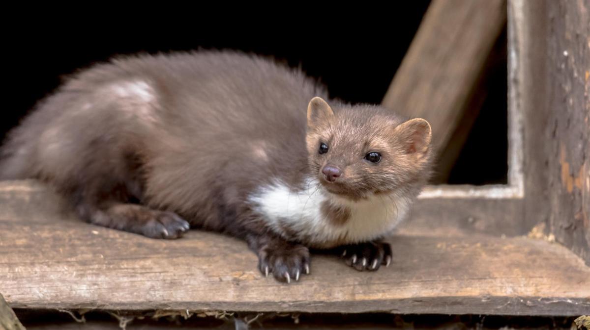 Marder sitzt auf einem Balken einer Scheune.
