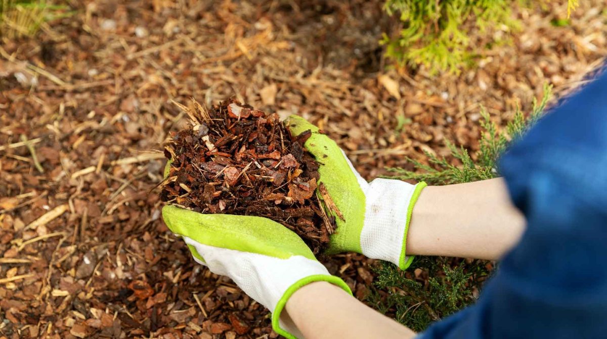 Frau mulcht ihren Garten.