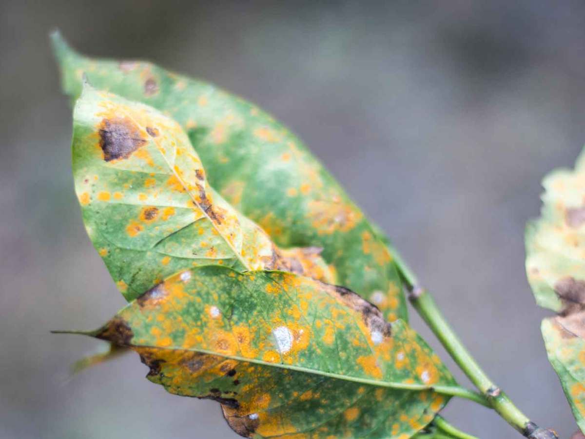 Bl&auml;tter, die von Pflanzenrost befallen sind.