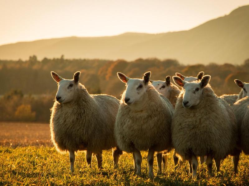 Mehrere Schafe stehen draußen auf einer Weide nebeneinander.