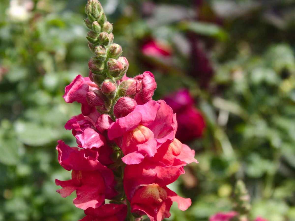 Löwenmäulchen im Garten.