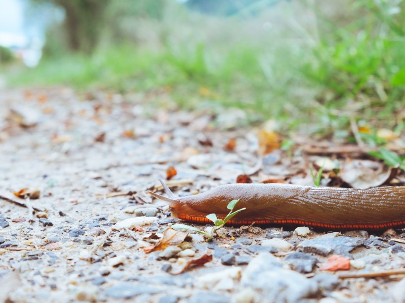 Spanische Wegschnecke
