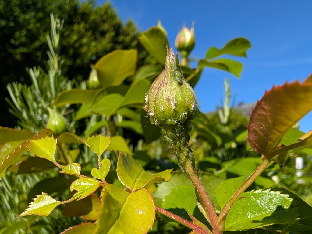 Rosenknopse von Blattläusen befallen