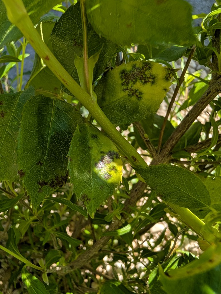 Blätter von Rosen mit Sternrußtau