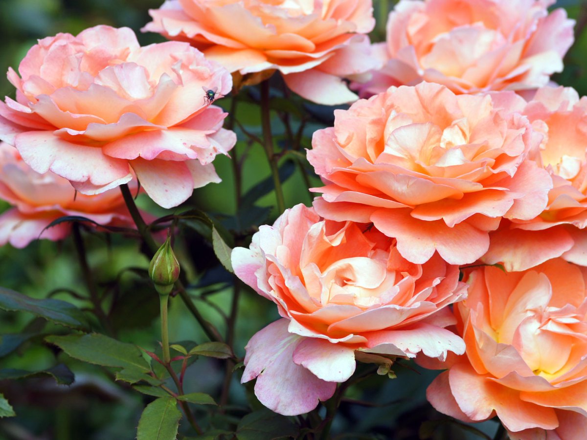 Apricot farbene gesund Rosen