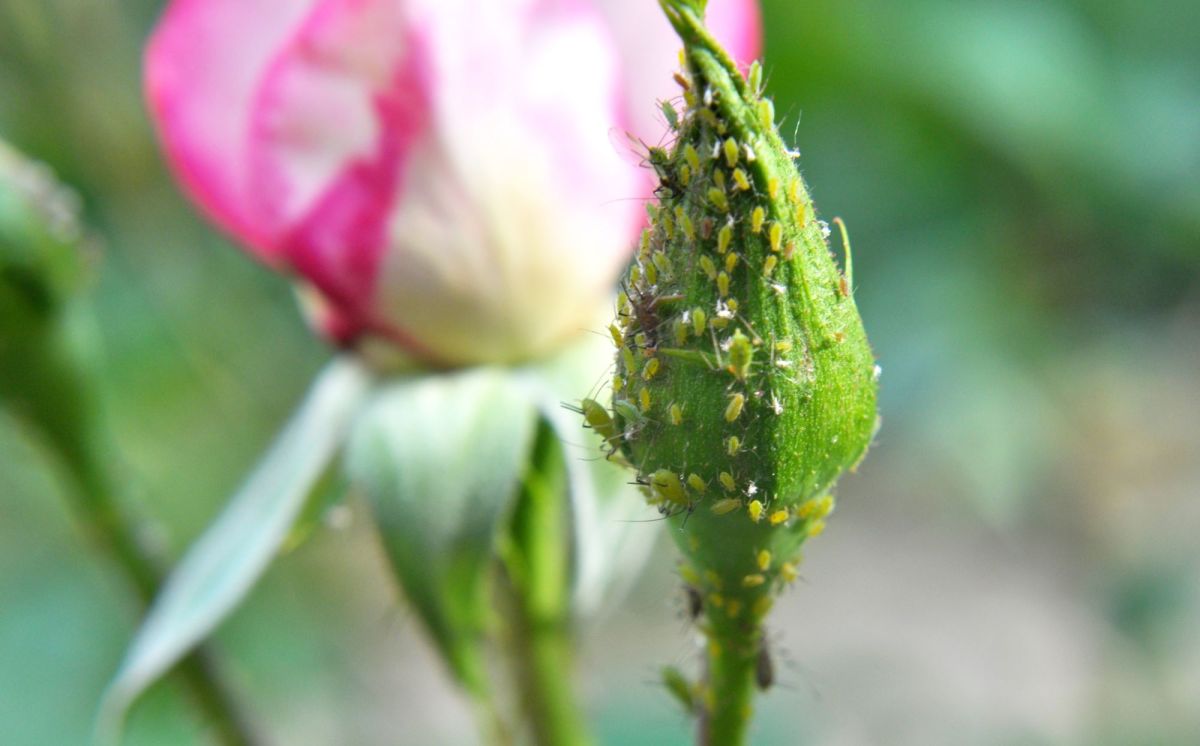 Blattläuse auf Rose