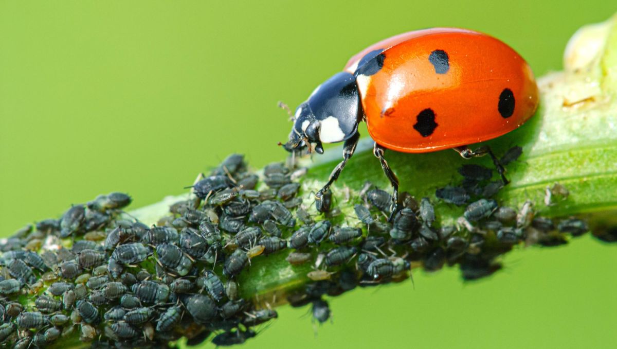 Blattläuse bekämpfen mit Marienkäfern