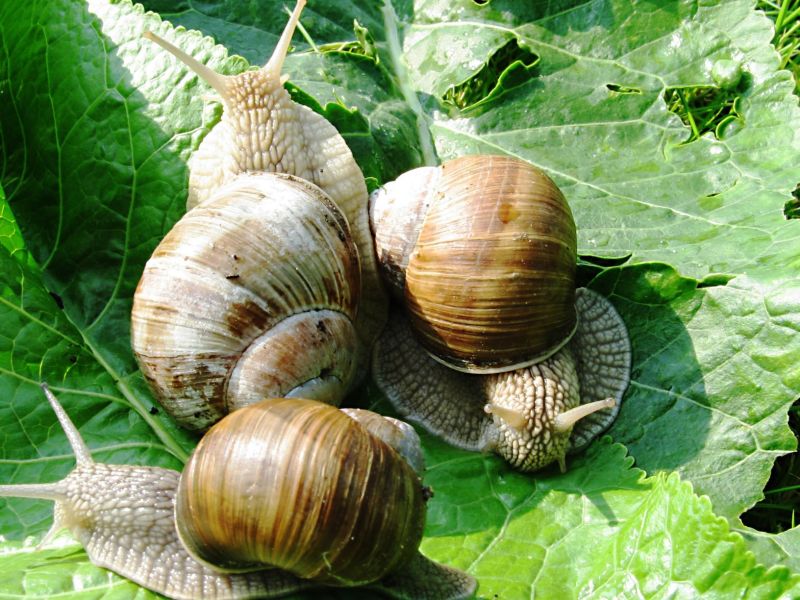 Drei Weinbergschnecken sind nützliche Schnecken im Garten
