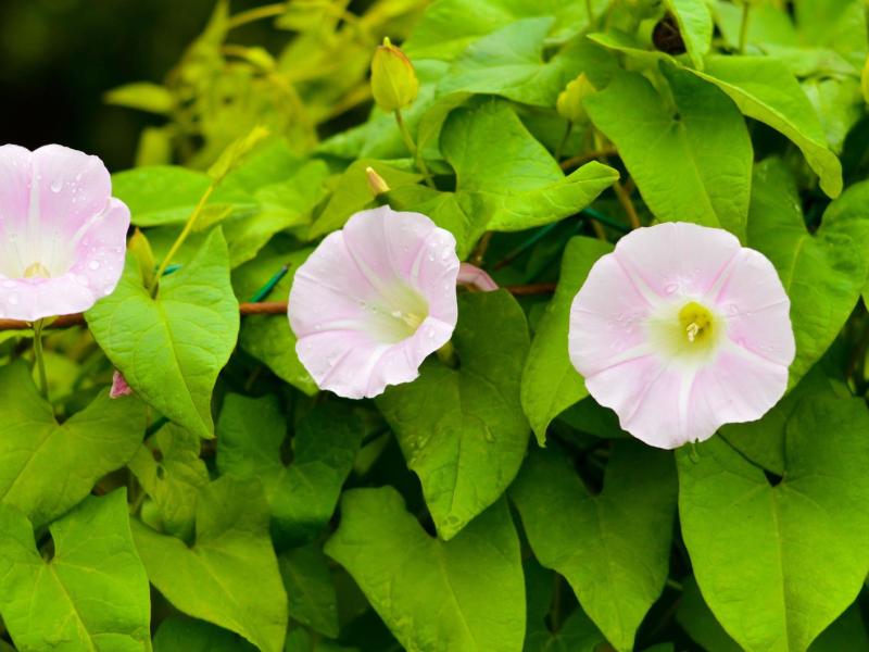 Ackerwinde wächst wild in einem Garten.