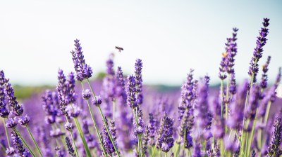 Lavendel hält mit dem Duft seiner ätherischen Öle Zecken und Wespen fern. Ein großes Lavendelfeld unter blauem Himmel