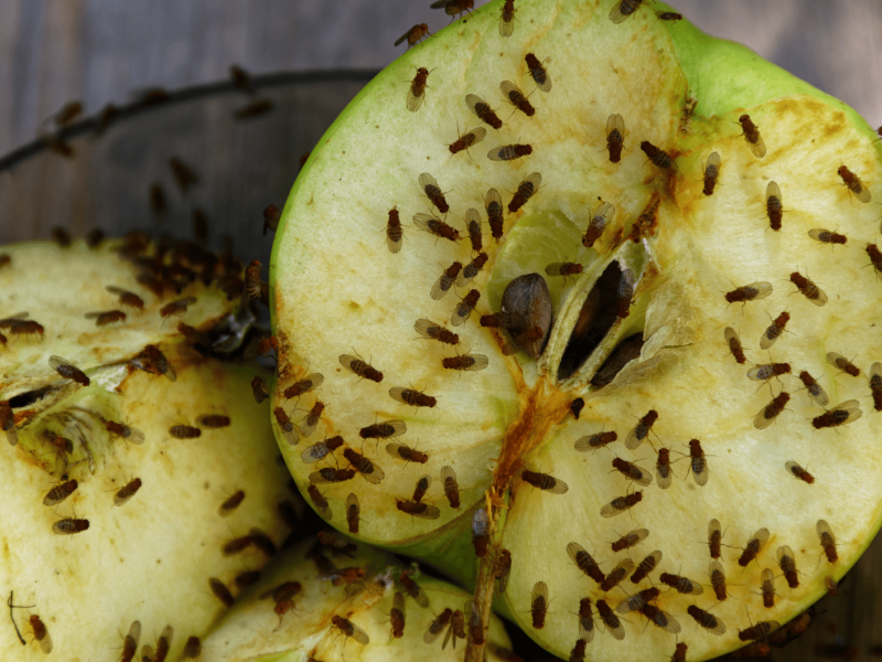 Aufgeschnittener Apfel auf einem Teller übersät von Fruchtfliegen