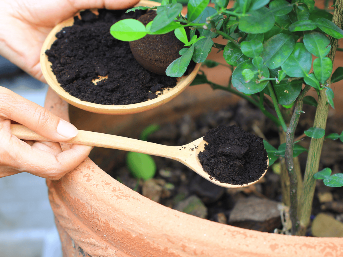 Person benutzt Kaffeesatz als D&uuml;nger im Garten.