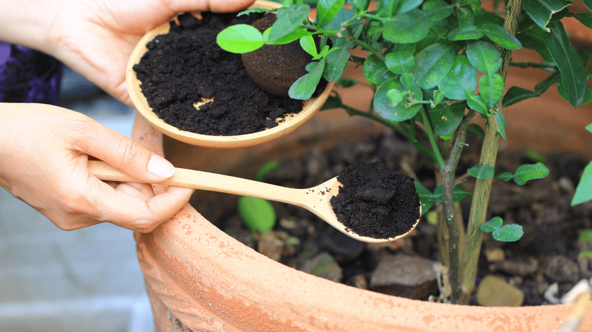 Person benutzt Kaffeesatz als Dünger im Garten.