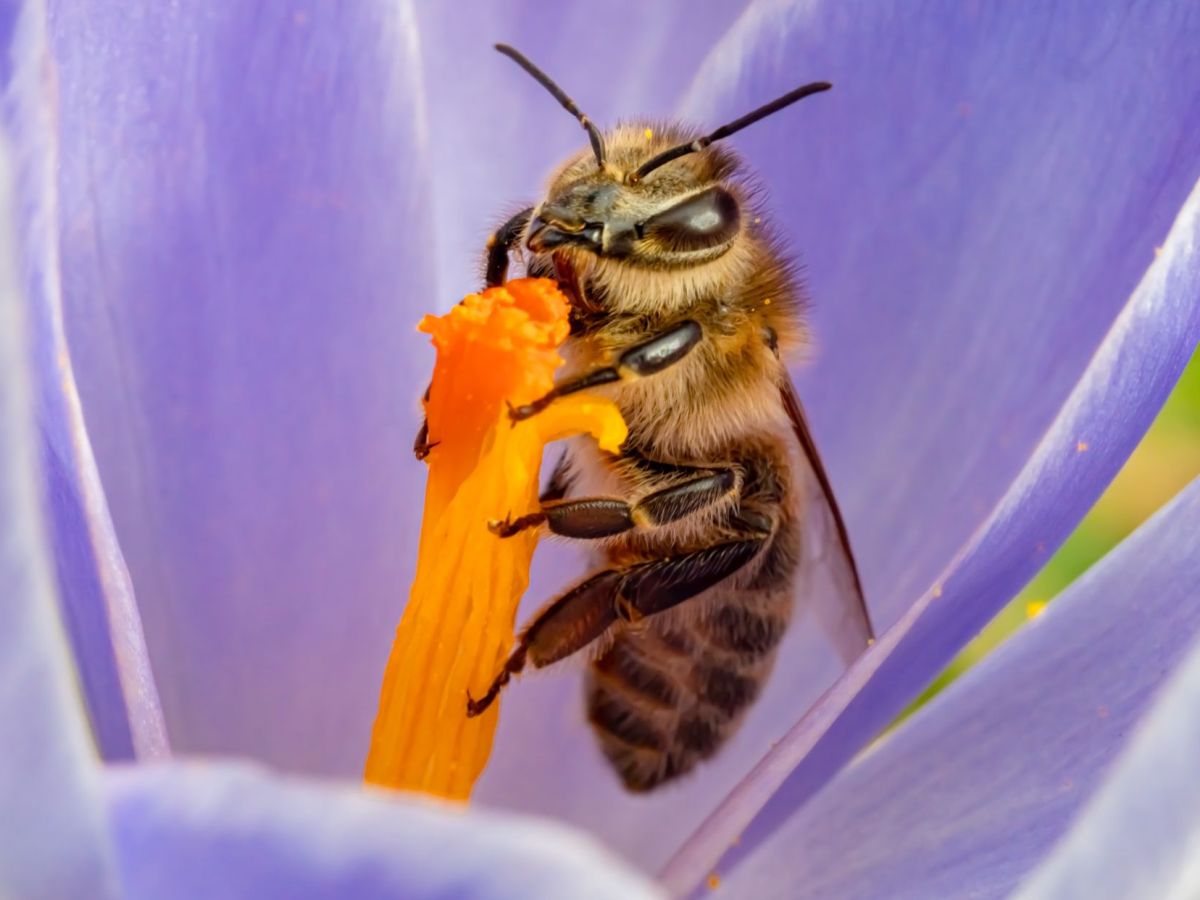 Wildbiene in lila Krokus