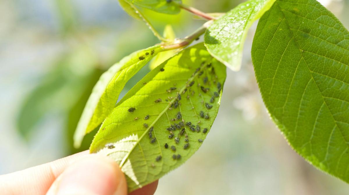 Frau hält ein Blatt, auf dem sich viele Blattläuse befinden.