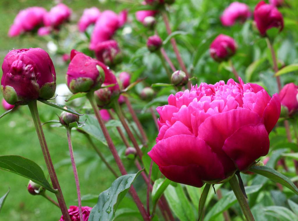 Pinke Pfingstrosen P&auml;onien bl&uuml;hen im Garten und zeigen ihre gro&szlig;en Bl&uuml;ten