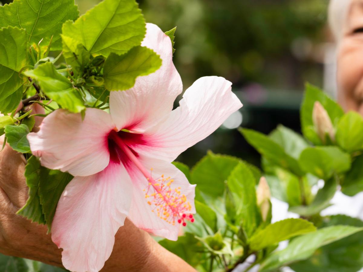 Eine &auml;ltere Frau schneidet eine Hibiskusbl&uuml;te ab