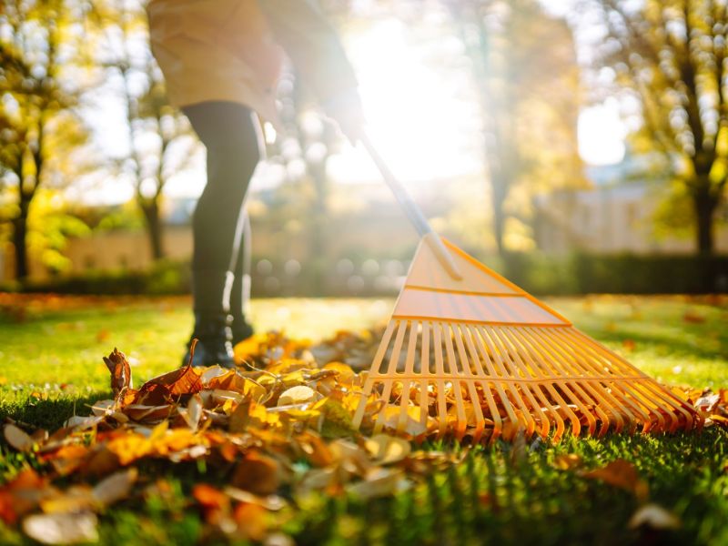 Eine Frau harkt Laub zusammen.