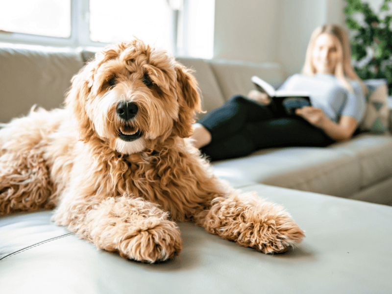 Hund sitzt auf Sofa und schaut in die Kamera.