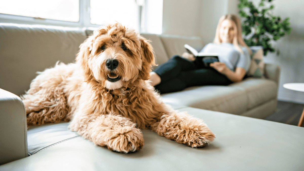 Hund sitzt auf Sofa und schaut in die Kamera.