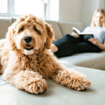 Hund sitzt auf Sofa und schaut in die Kamera.