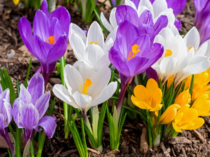 Krokusse wachsen auf Erde.